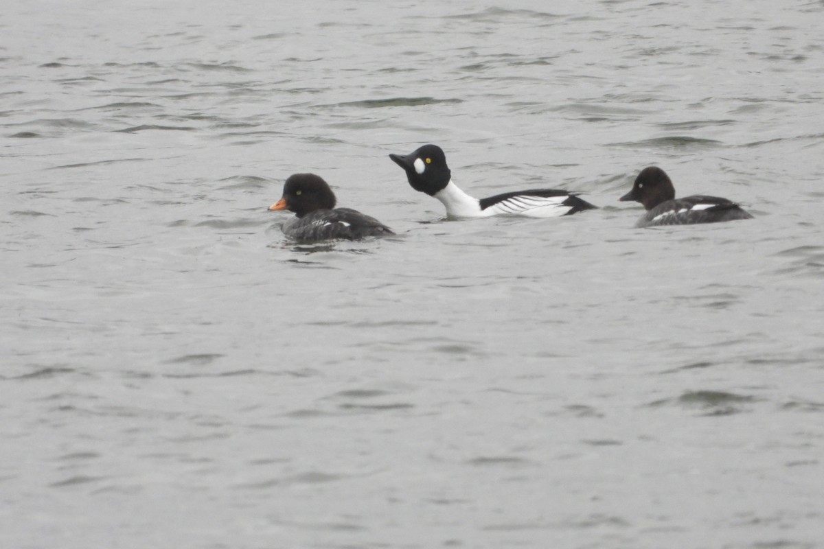 Barrow's Goldeneye - ML633609870