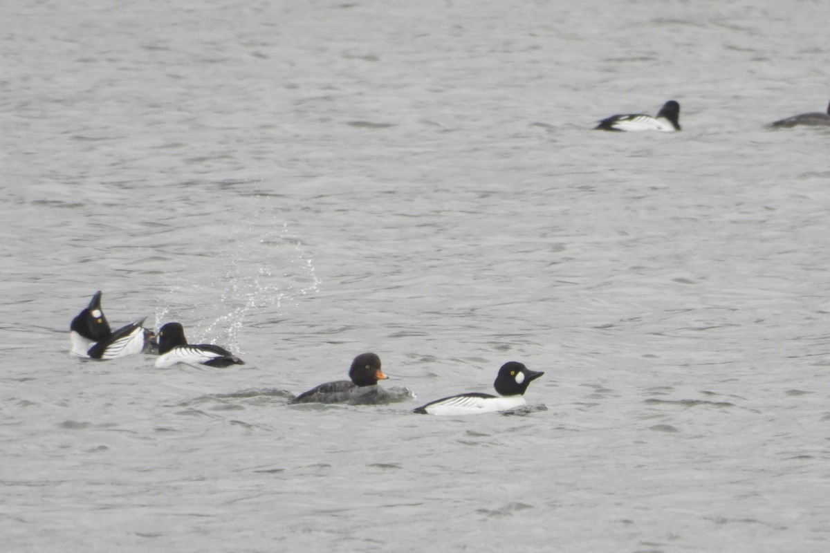 Barrow's Goldeneye - ML633609871