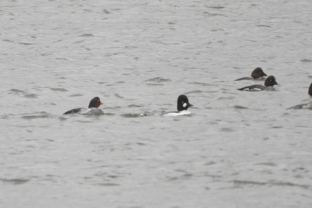 Barrow's Goldeneye - ML633609872
