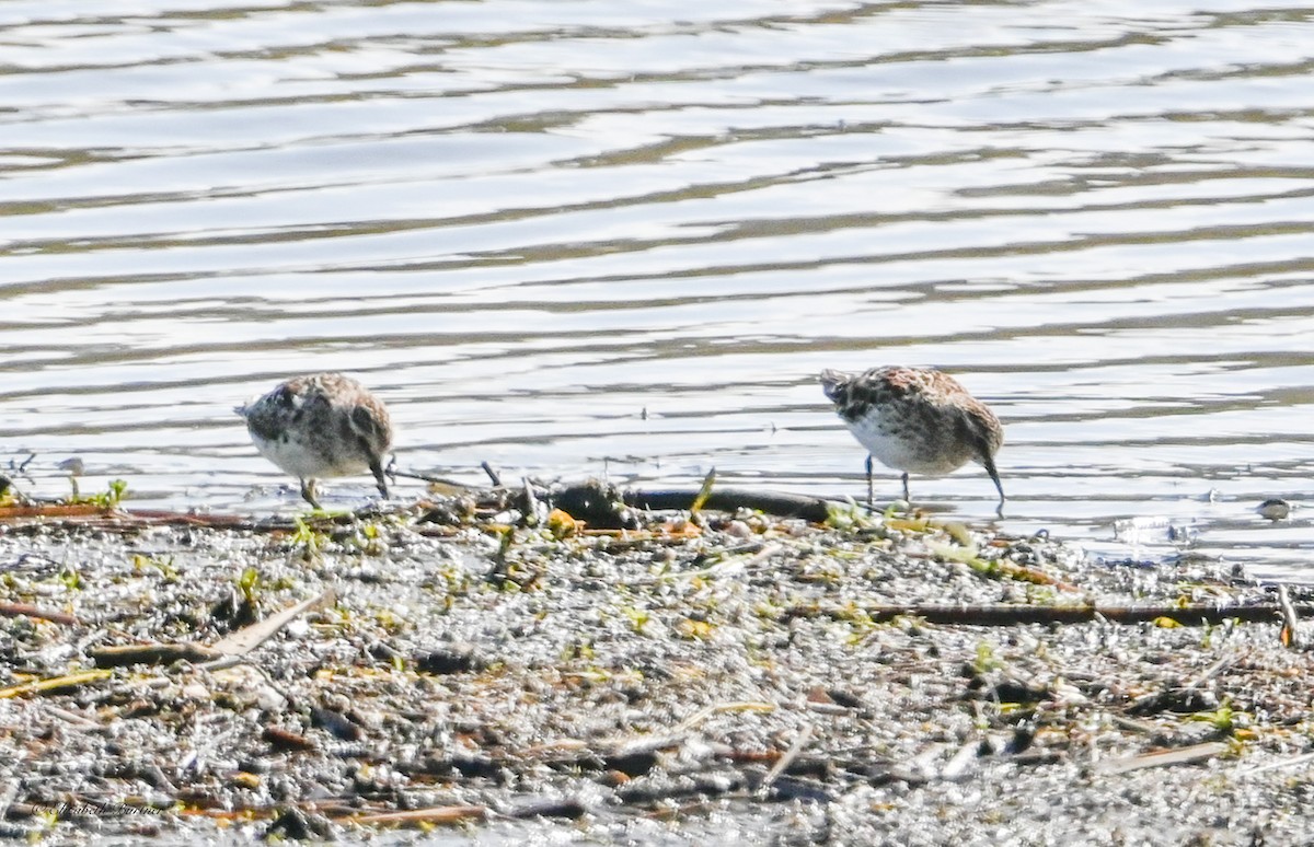 Calidris sp. (peep sp.) - ML633610043