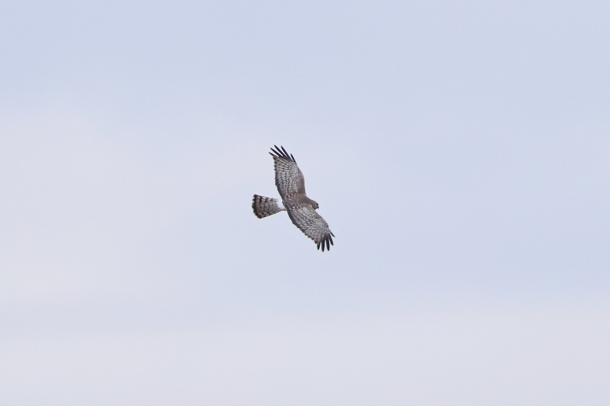 Northern Harrier - ML633610065