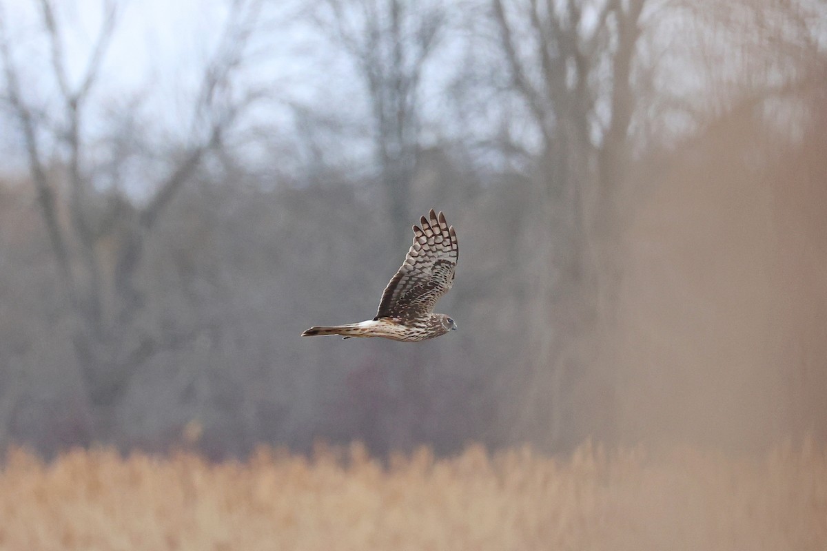 Northern Harrier - ML633610066