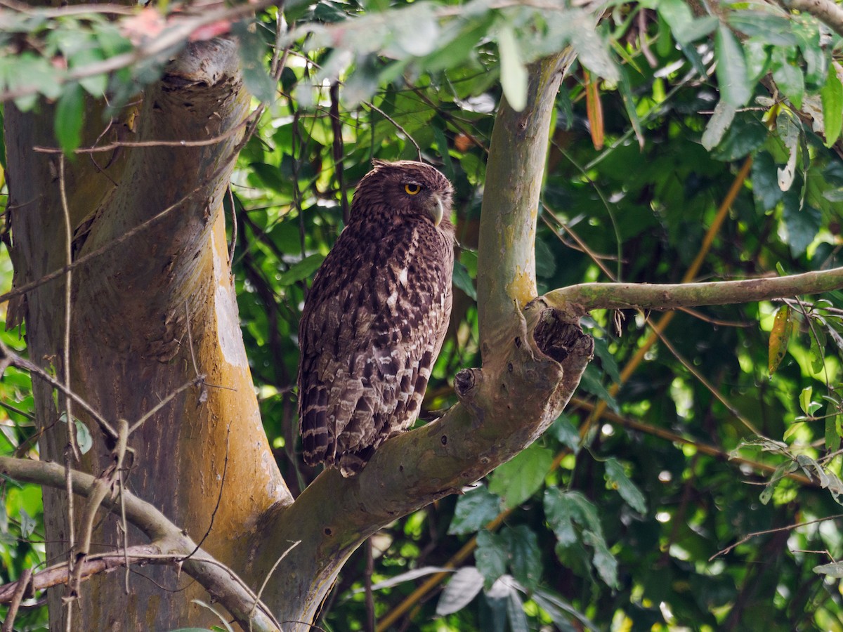 Brown Fish-Owl (Eastern) - Nick Athanas