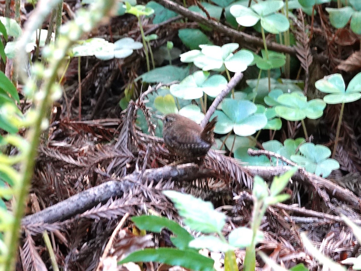 Pacific Wren - ML633610449