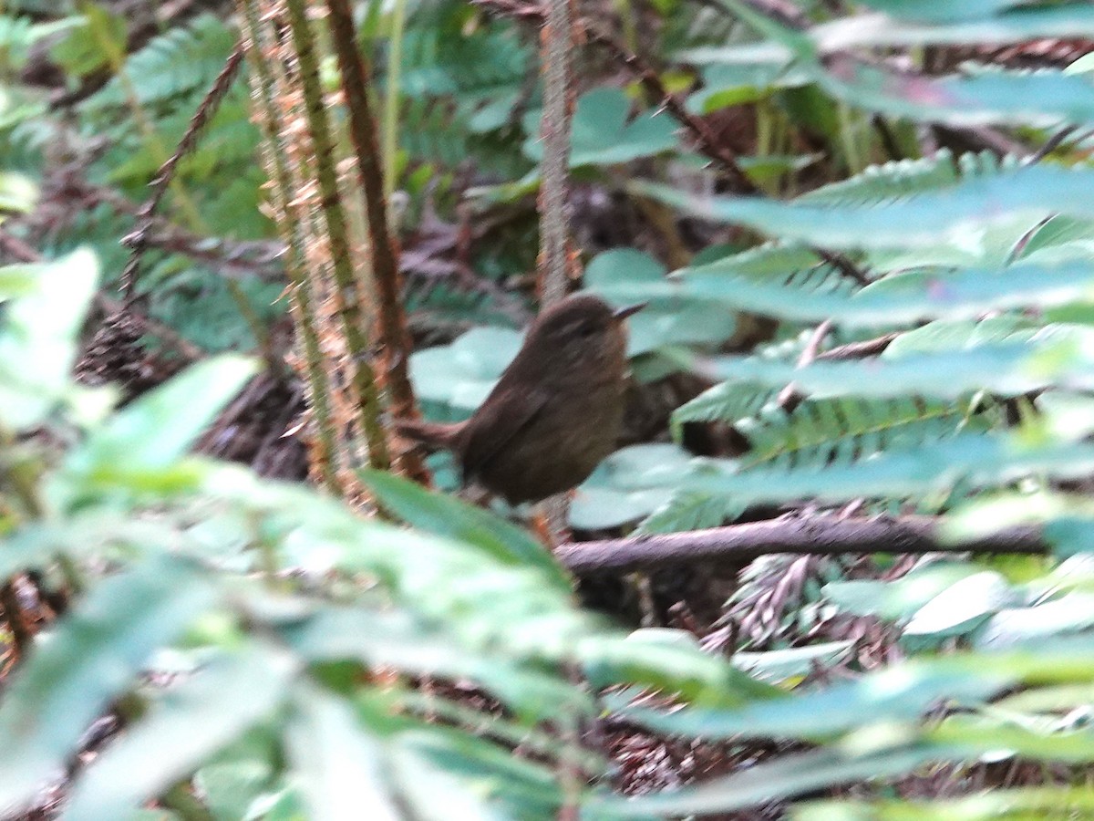Pacific Wren - ML633610451