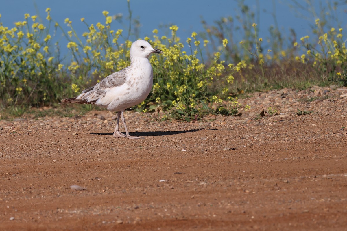 Yellow-legged Gull - Murat Polat