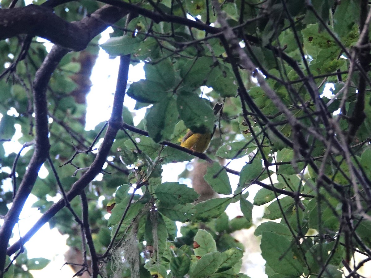 Wilson's Warbler - ML633610521