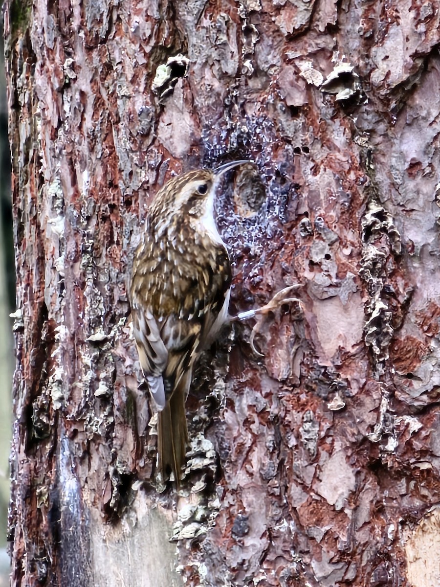 Eurasian Treecreeper - ML633610573