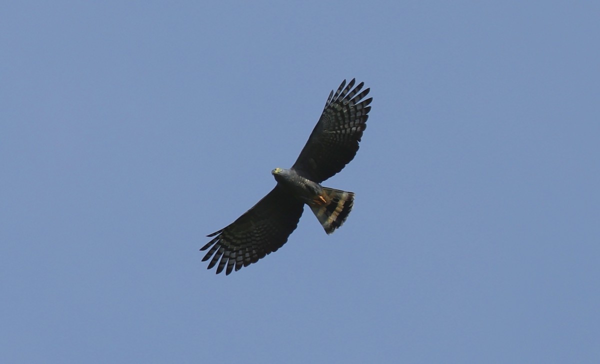Hook-billed Kite - ML633610574