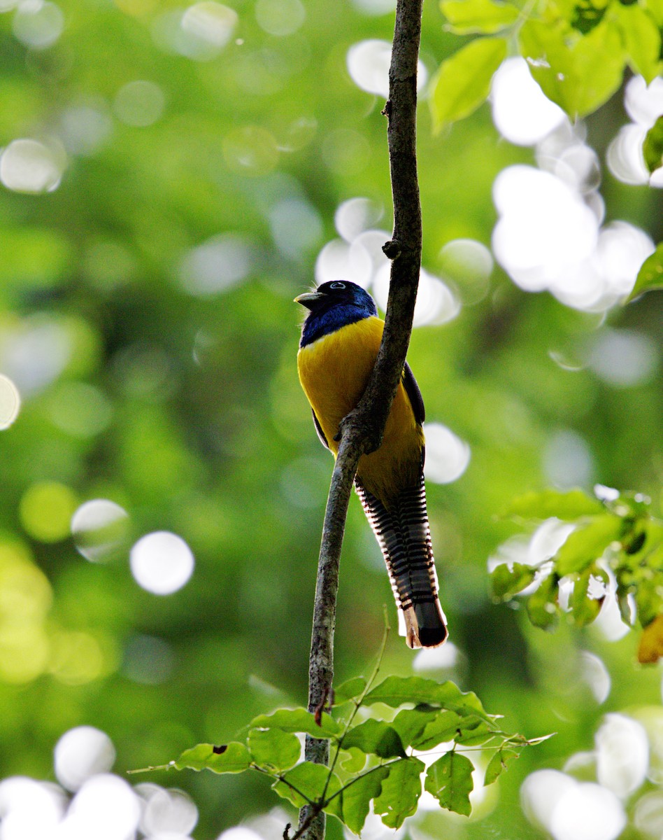 Gartered Violaceous Trogon - ML633610629