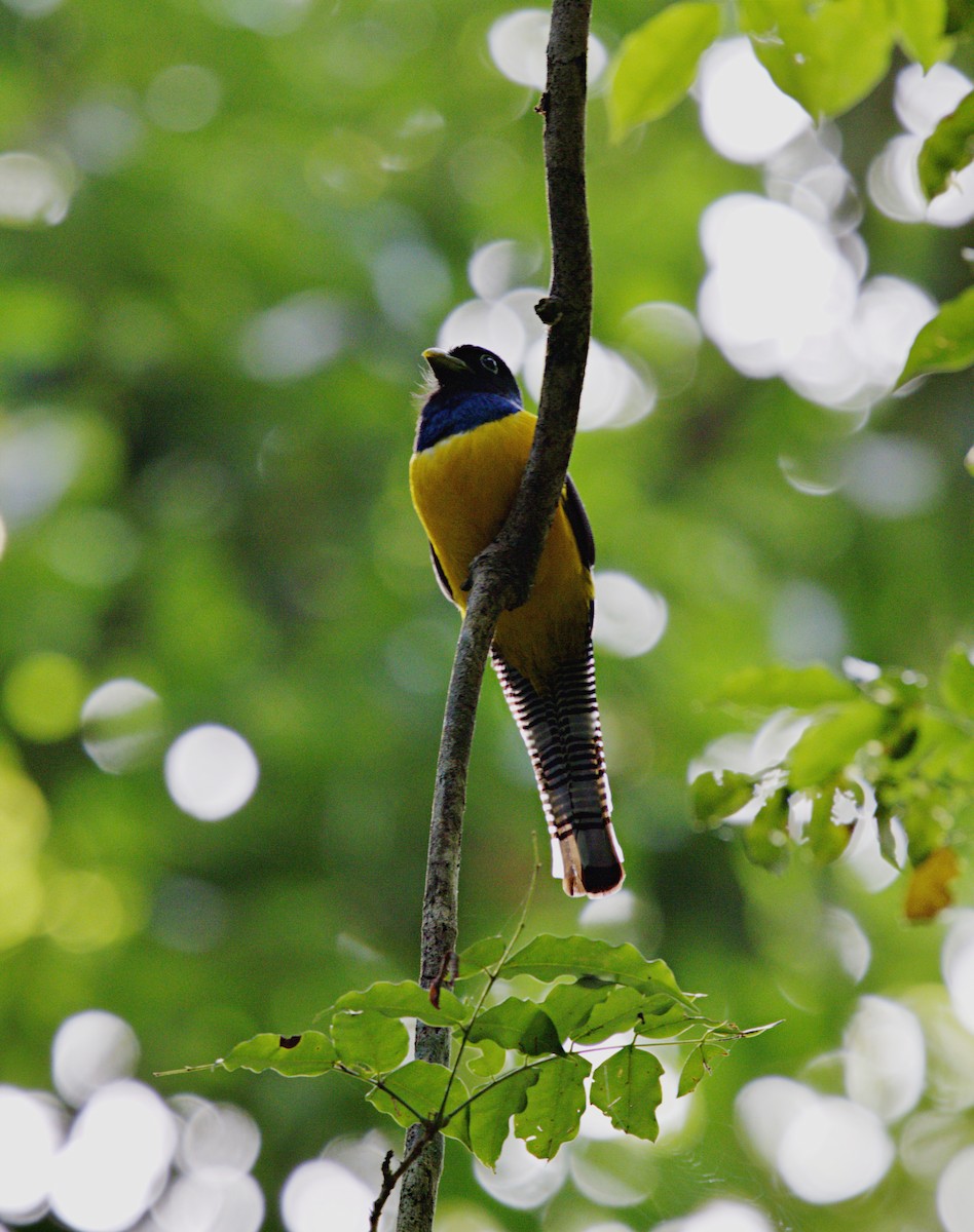 Gartered Violaceous Trogon - ML633610630