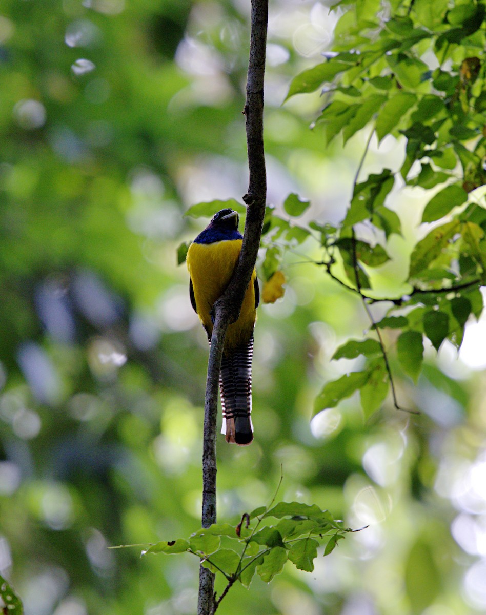 Gartered Violaceous Trogon - ML633610631