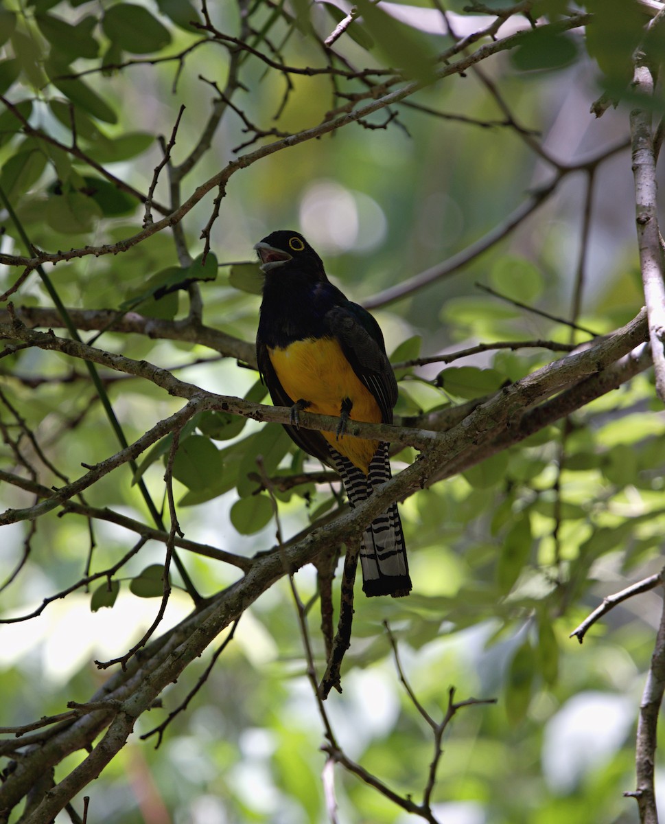 Gartered Violaceous Trogon - ML633610632