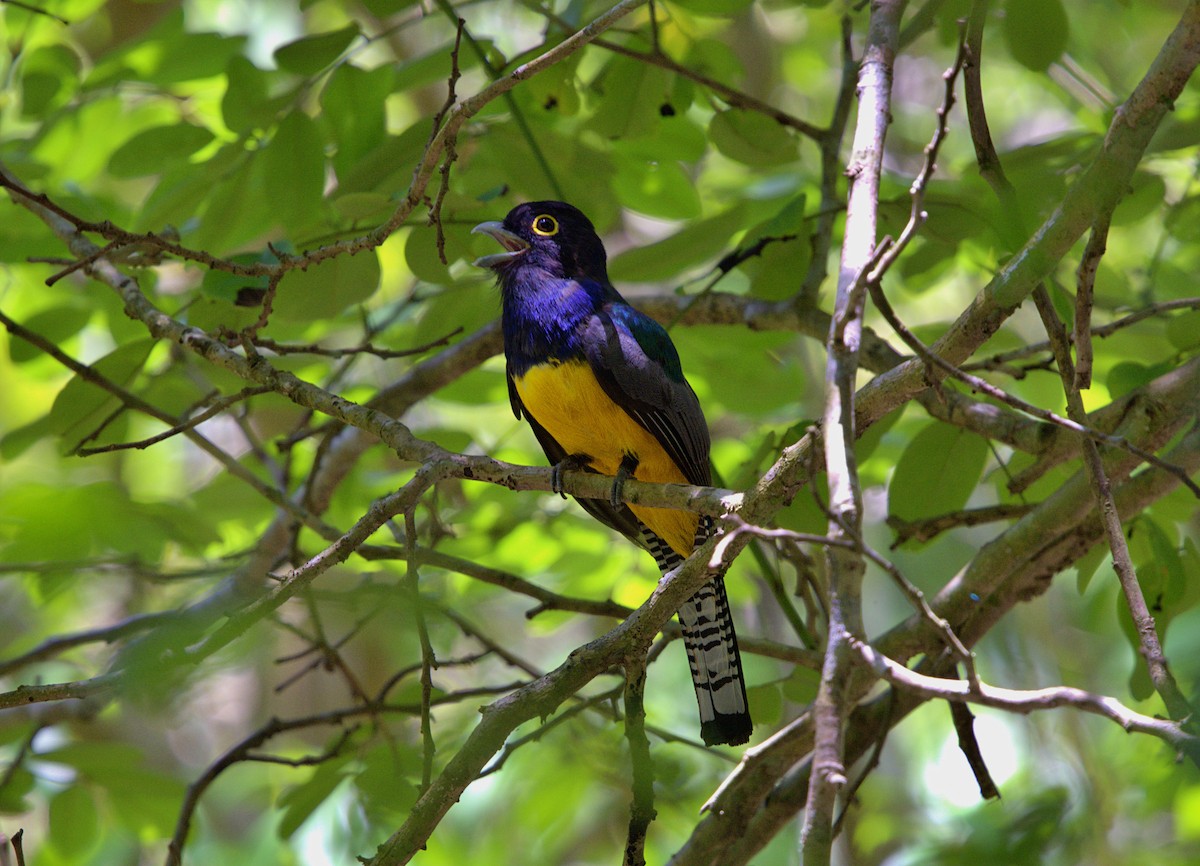 Gartered Violaceous Trogon - ML633610633