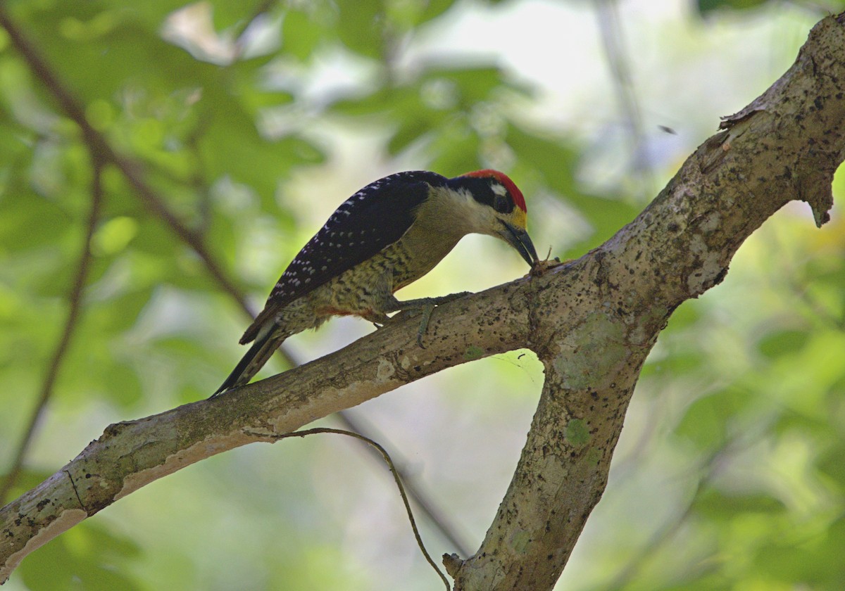 Black-cheeked Woodpecker - ML633610662