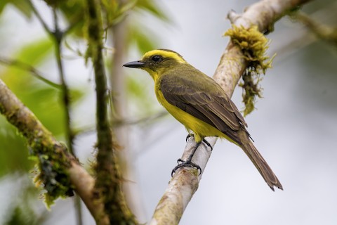 Photos - Lemon-browed Flycatcher - Conopias cinchoneti - Birds of