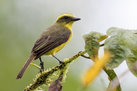 Photos - Lemon-browed Flycatcher - Conopias cinchoneti - Birds of