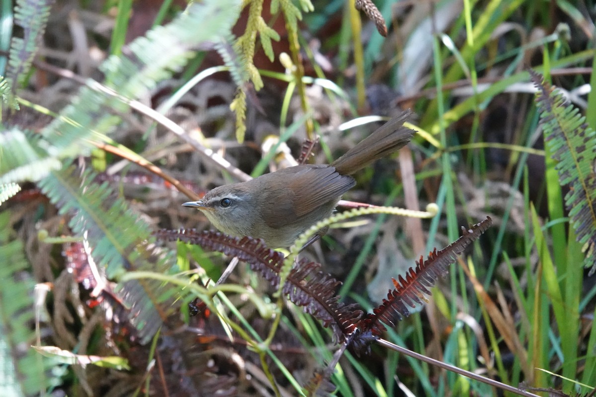 Aberrant Bush Warbler (Sunda) - ML633610709