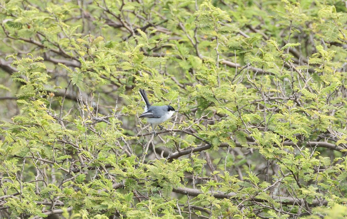 Marañon Gnatcatcher - ML633610734