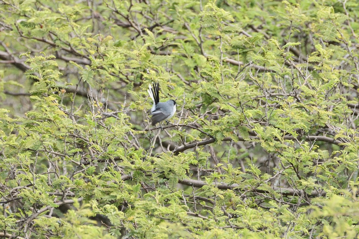 Marañon Gnatcatcher - ML633610735