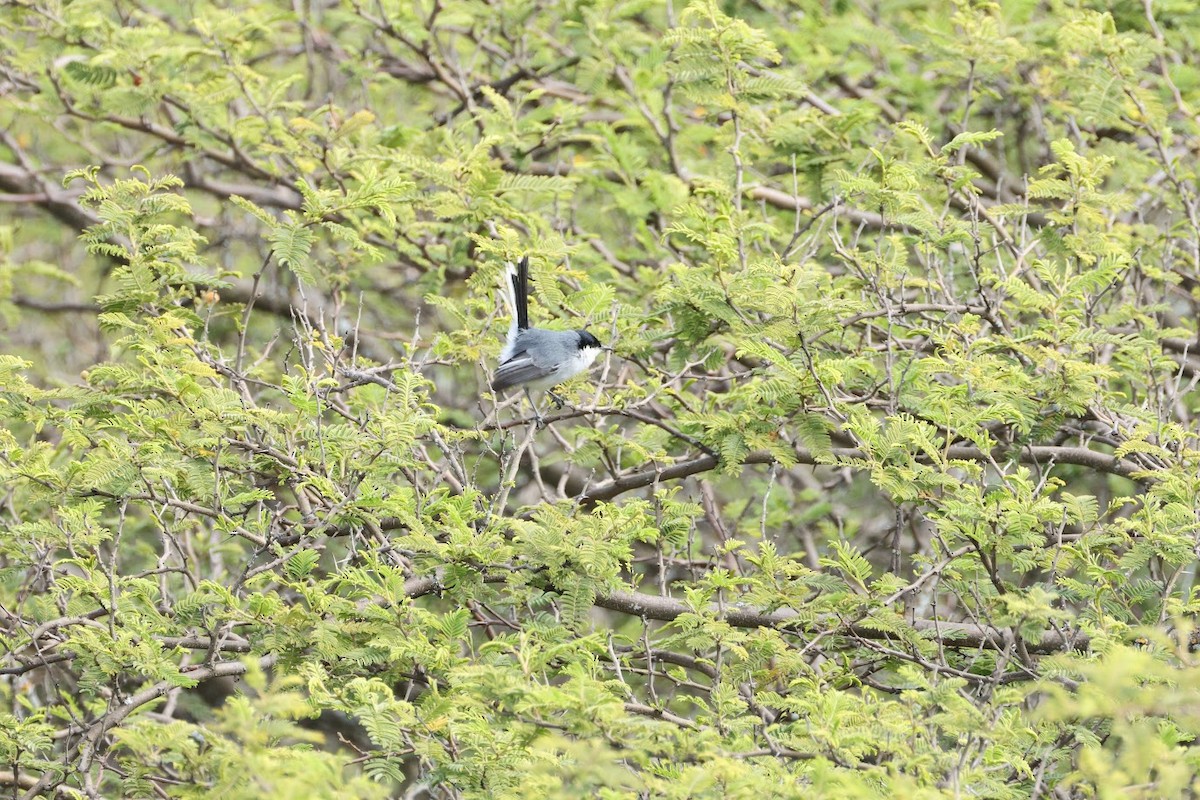 Marañon Gnatcatcher - ML633610736
