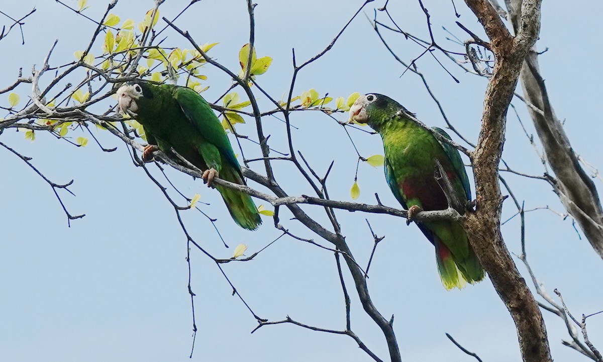 Hispaniolan Amazon - ML633610859