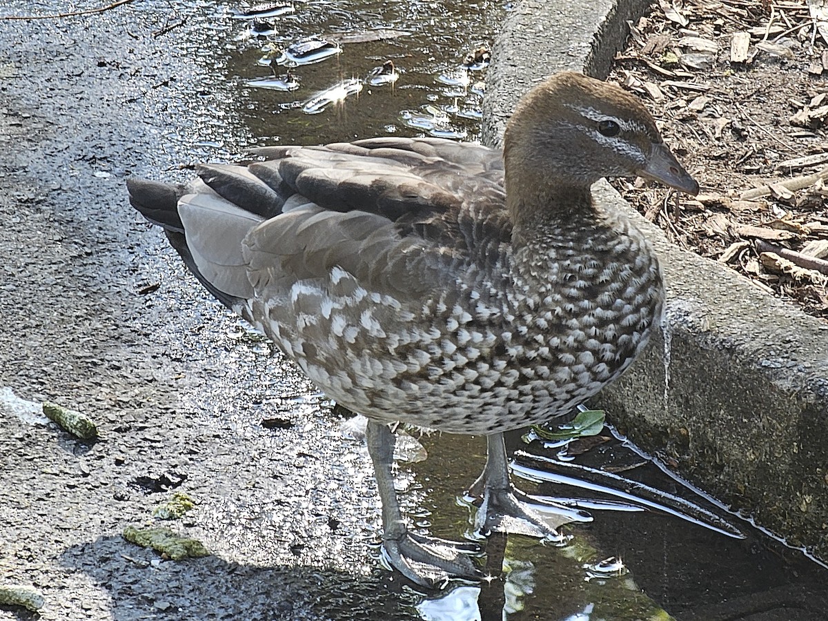 Maned Duck - ML633610970