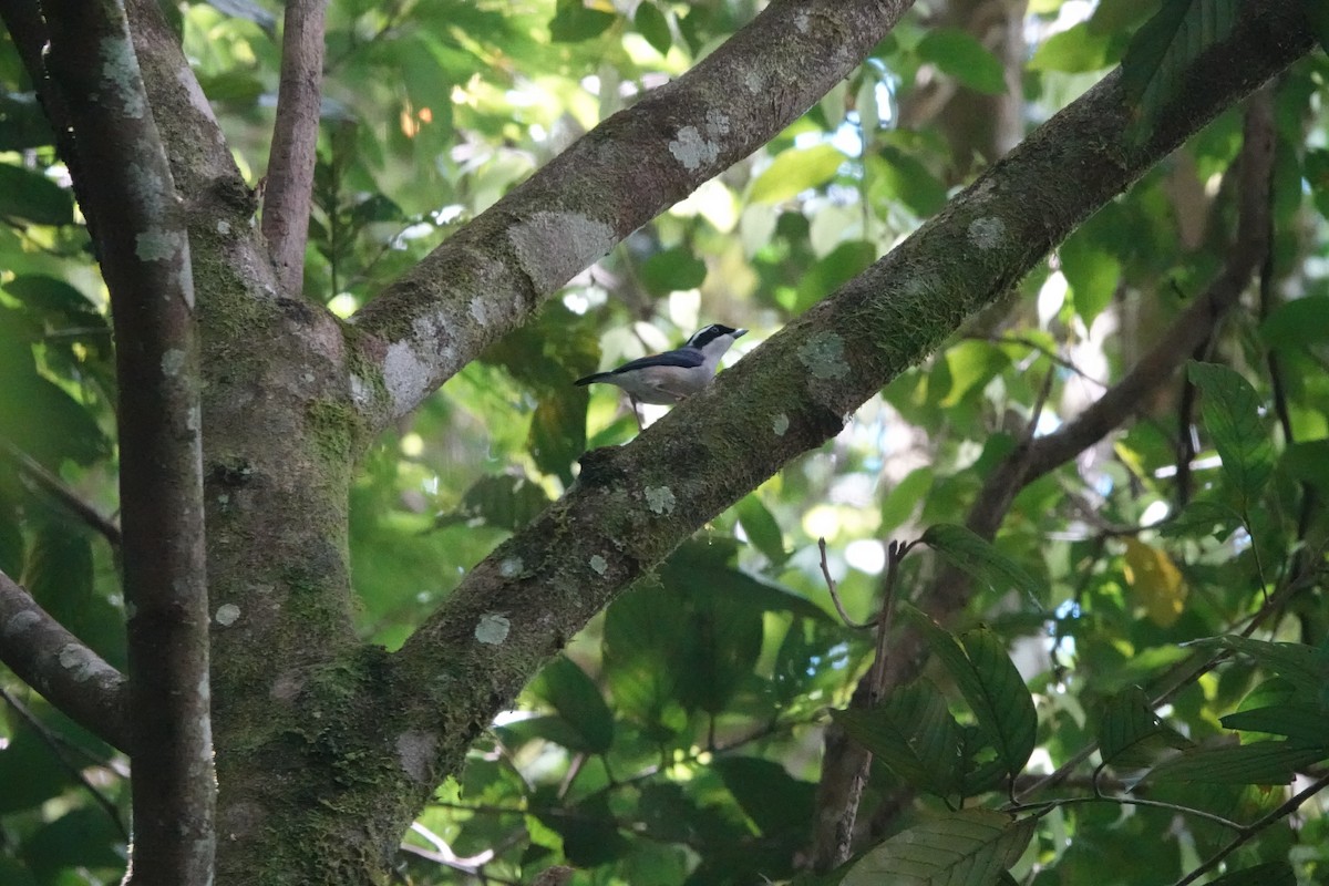 White-browed Shrike-Babbler (Blyth's) - ML633610994