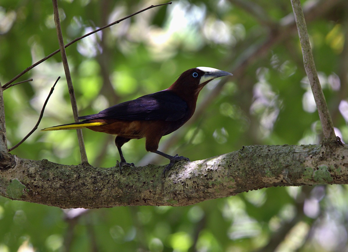 Chestnut-headed Oropendola - ML633611107