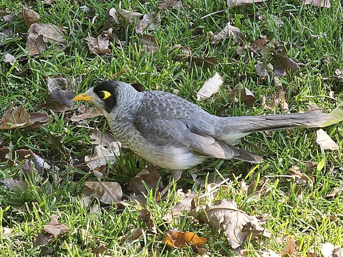 Noisy Miner - ML633611108