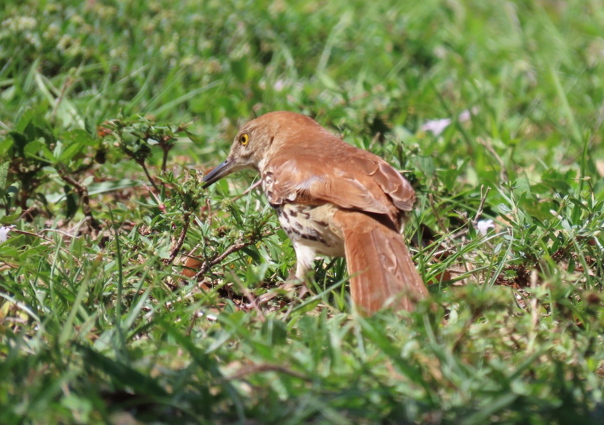 Brown Thrasher - ML633611117