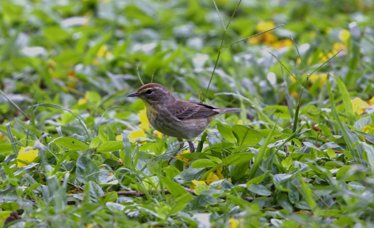 Palm Warbler - ML633611132