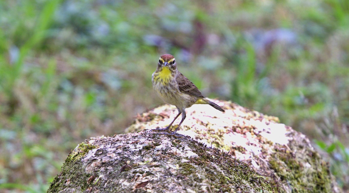 Palm Warbler - ML633611133