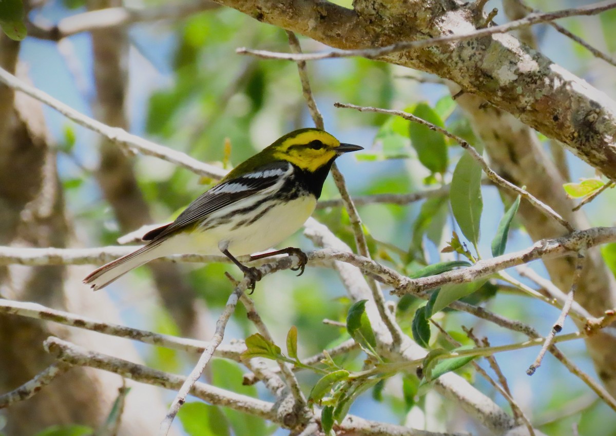 Black-throated Green Warbler - ML633611136
