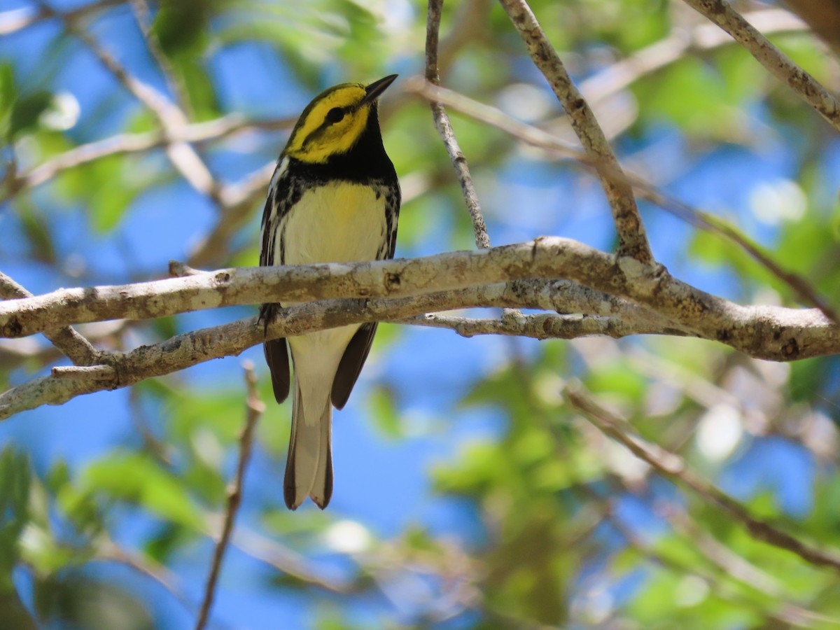 Black-throated Green Warbler - ML633611137