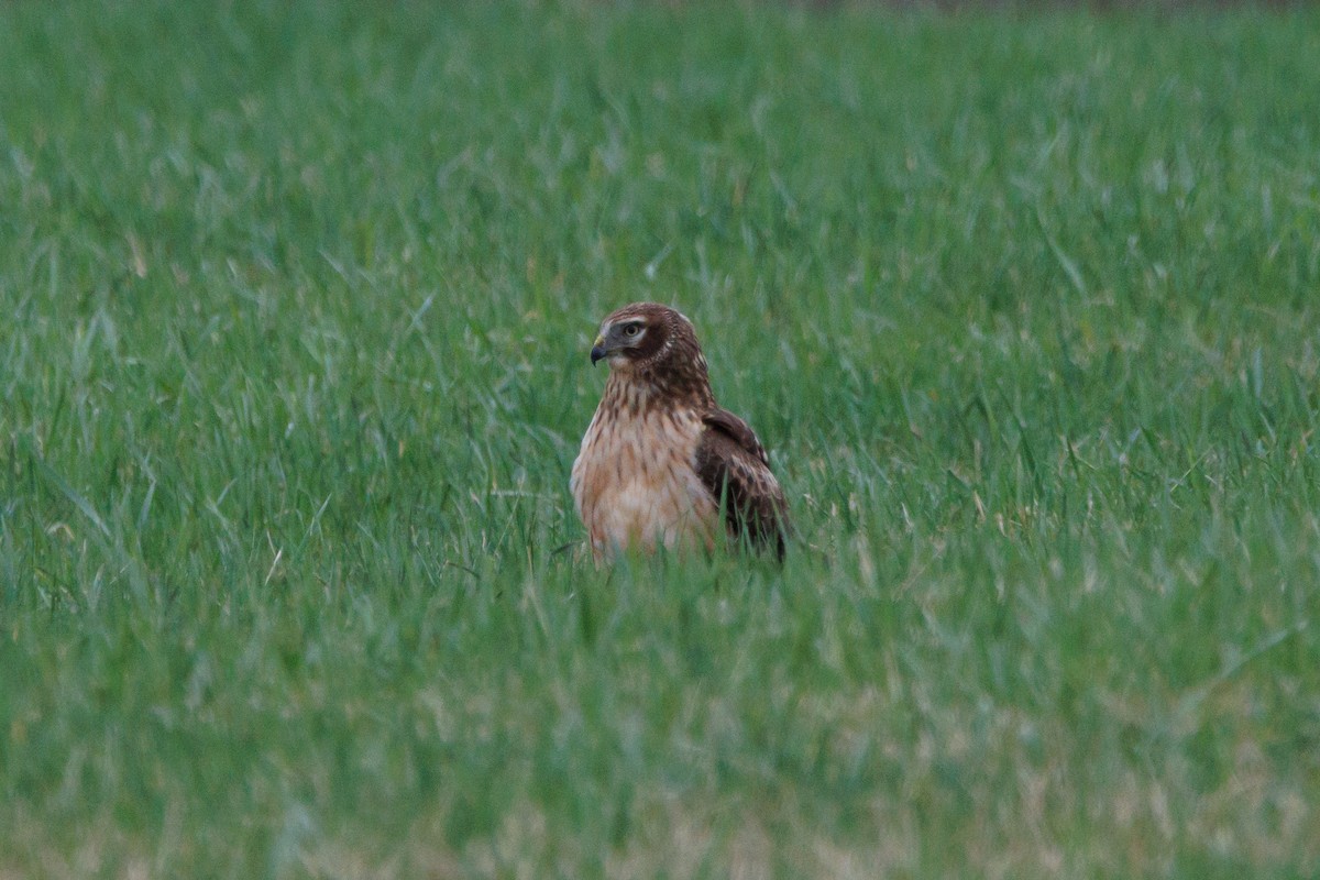 Northern Harrier - ML633611172