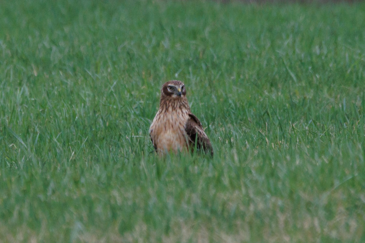 Northern Harrier - ML633611177