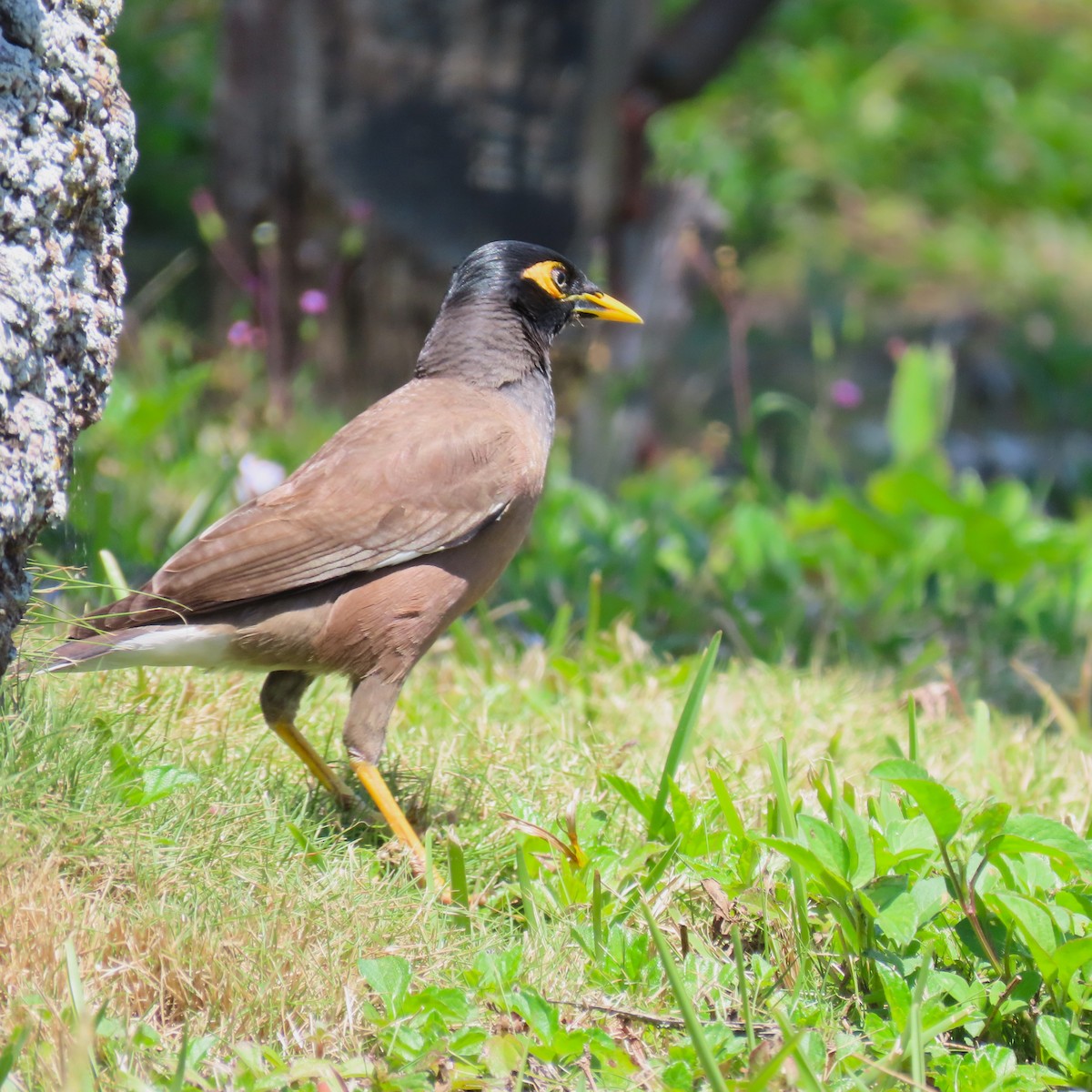 Common Myna - ML633611206
