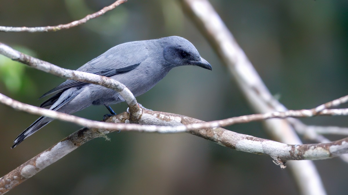 Sunda Cuckooshrike - ML633611222