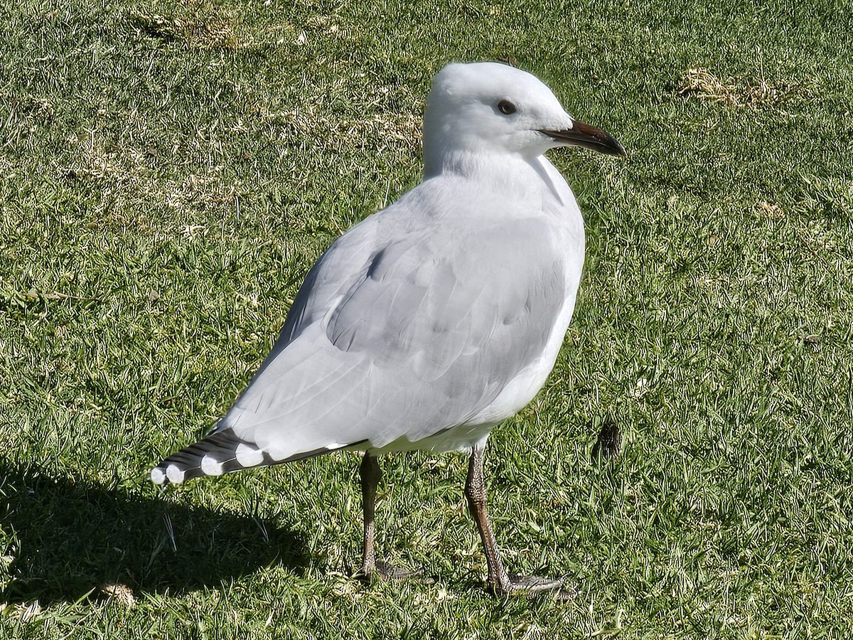 Silver Gull - ML633611226