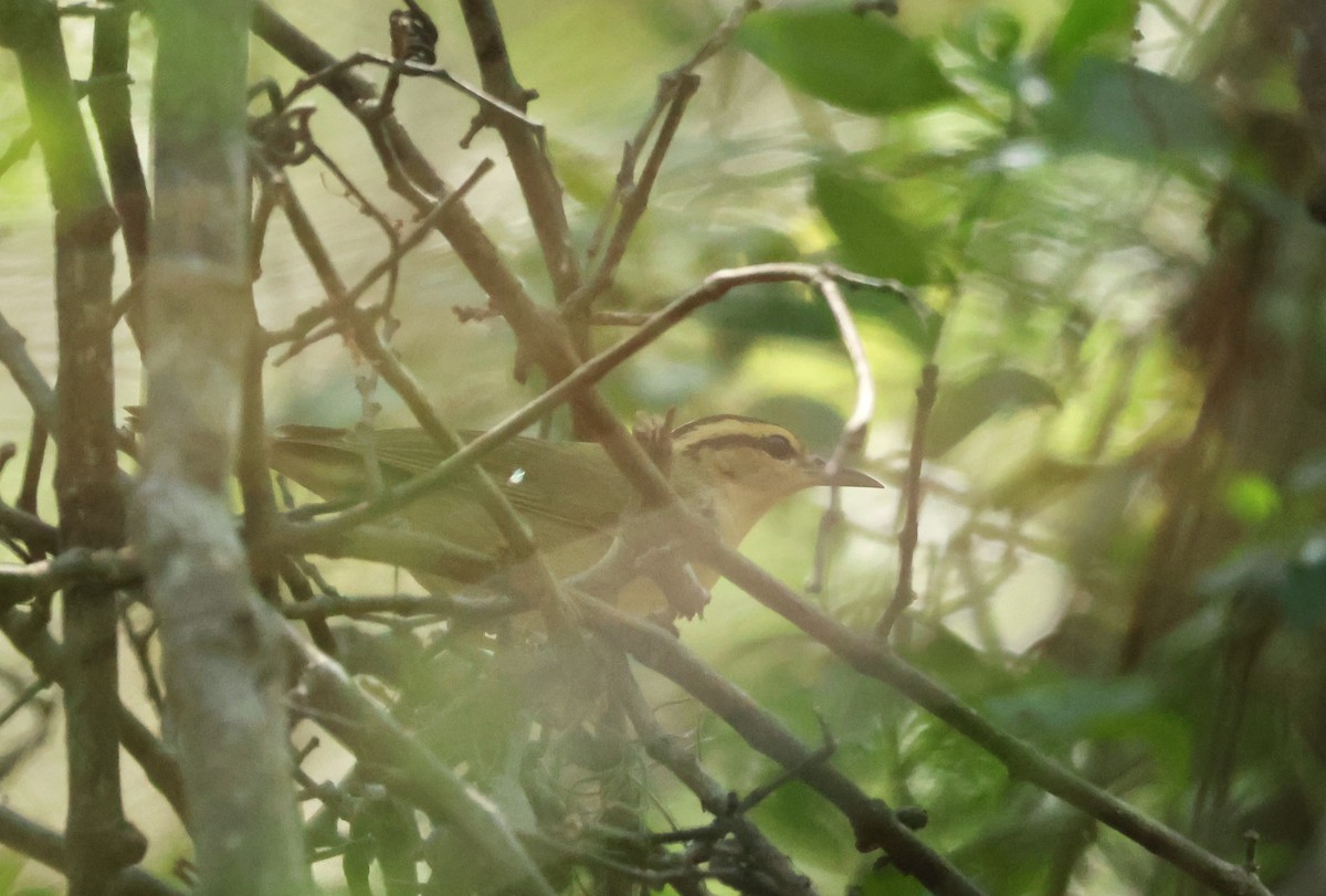 Worm-eating Warbler - ML633611239