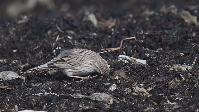 Savannah Sparrow (Ipswich) - ML633611310