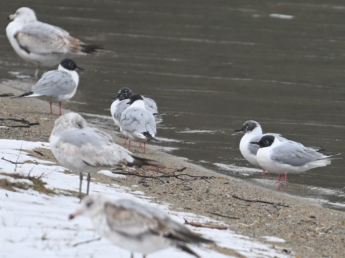 Bonaparte's Gull - ML633611368