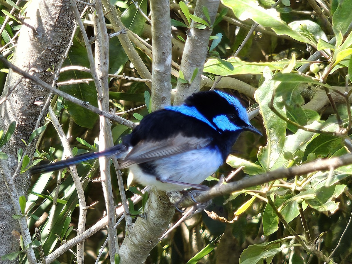 Superb Fairywren - ML633611487