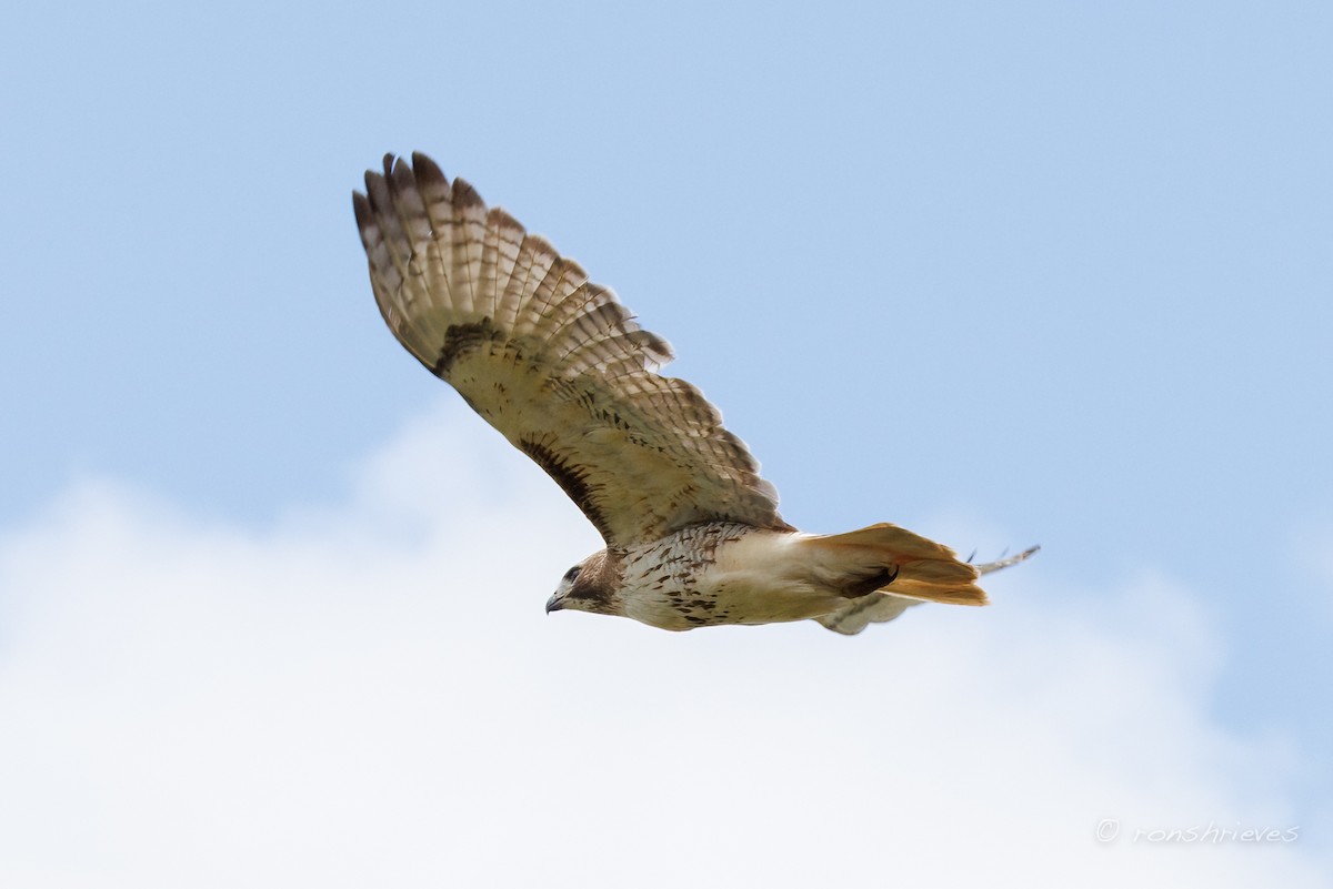 Red-tailed Hawk - ML633611567