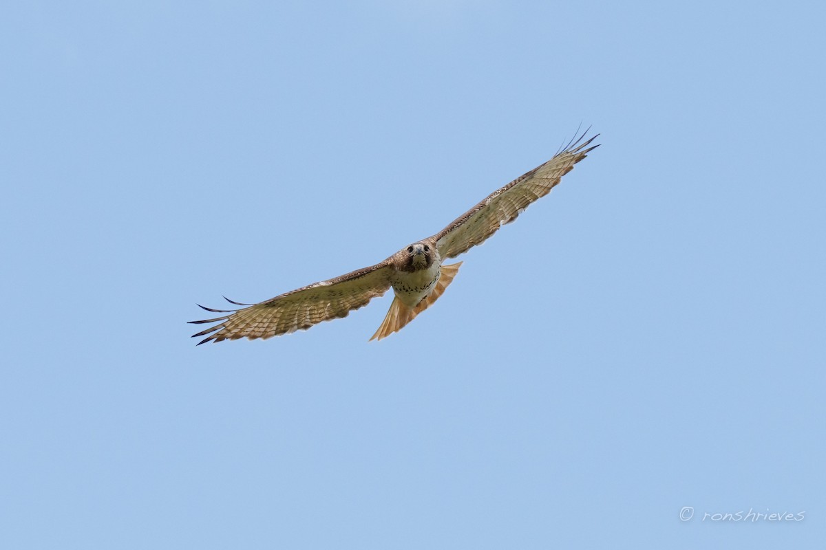 Red-tailed Hawk - ML633611568