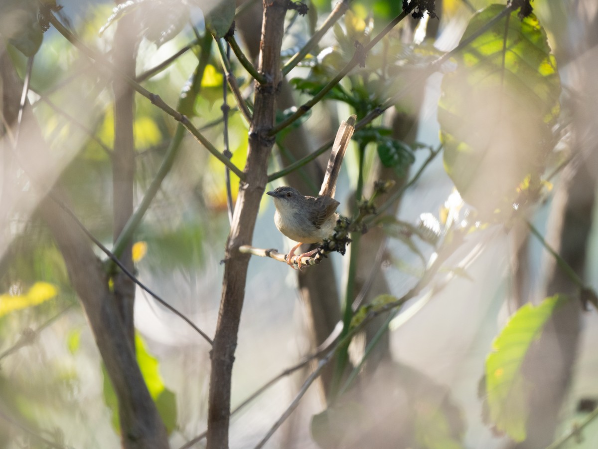 Annam Prinia - ML633611678