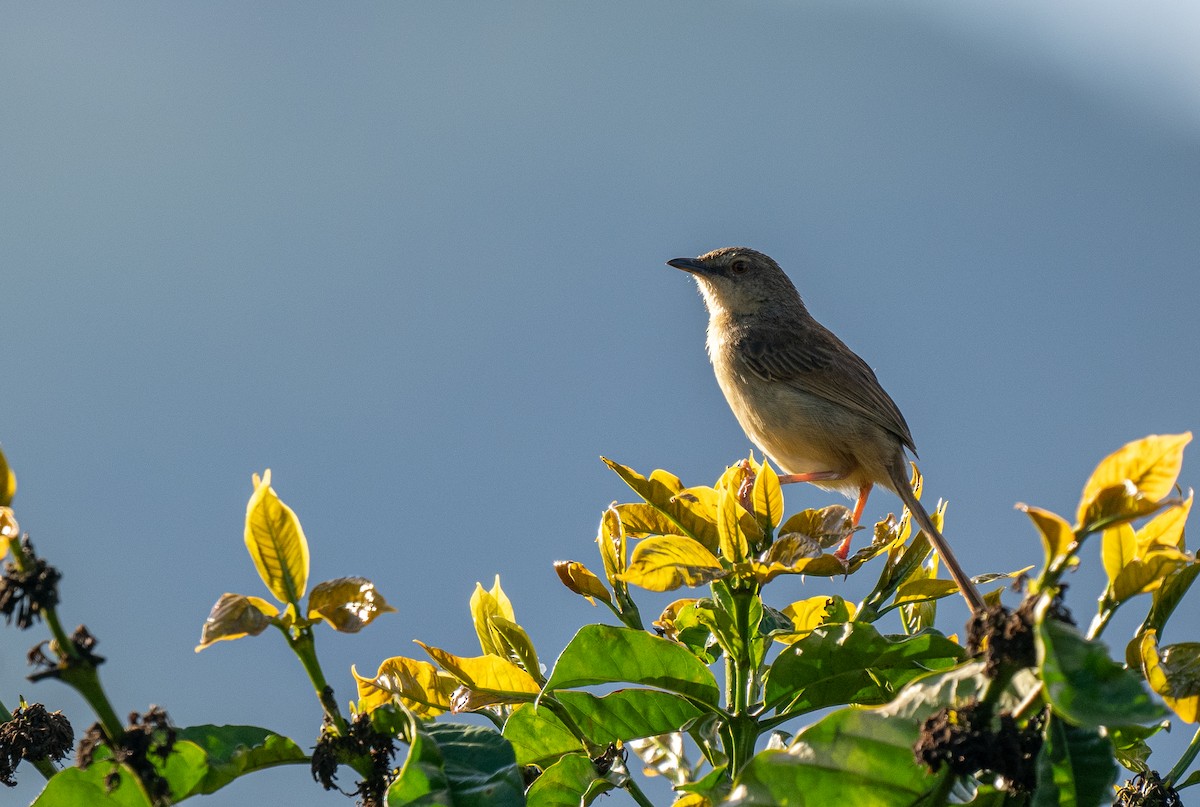 Annam Prinia - ML633611679