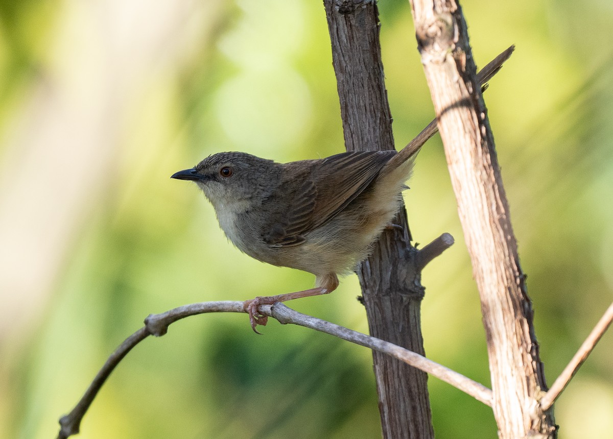 Annam Prinia - ML633611680