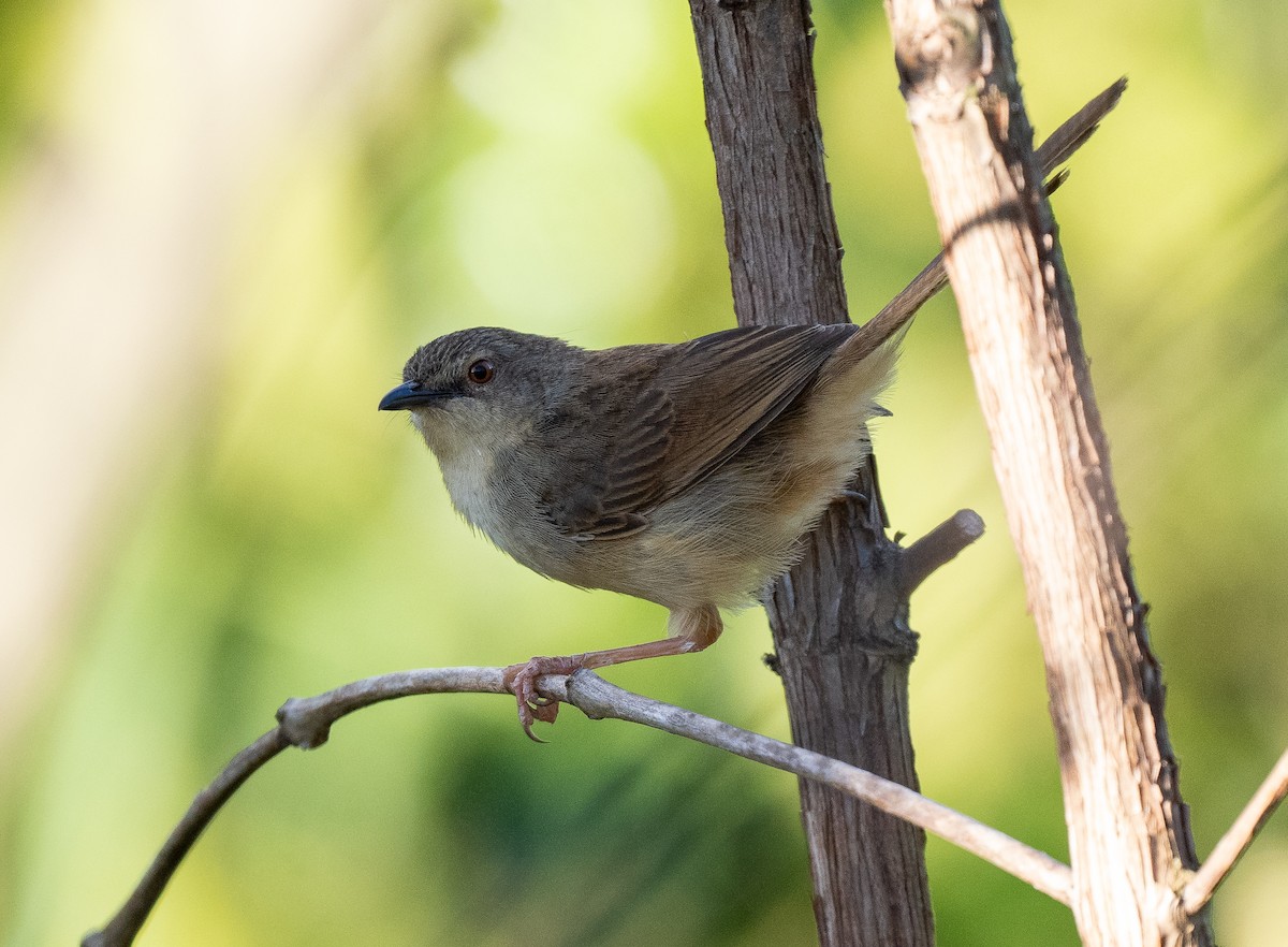 Annam Prinia - ML633611681